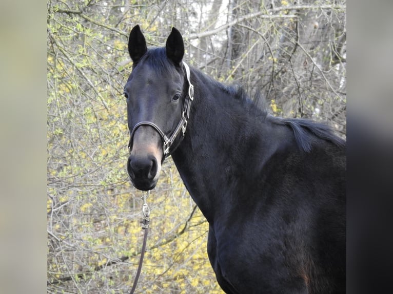 German Sport Horse Mare 6 years 16 hh Bay-Dark in Verl