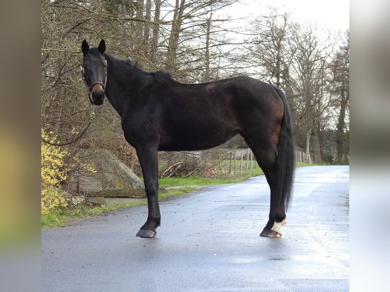 German Sport Horse Mare 6 years 16 hh Bay-Dark in Verl