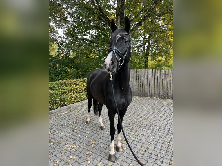 German Sport Horse Mare 6 years 16 hh Black in F&#xFC;rth