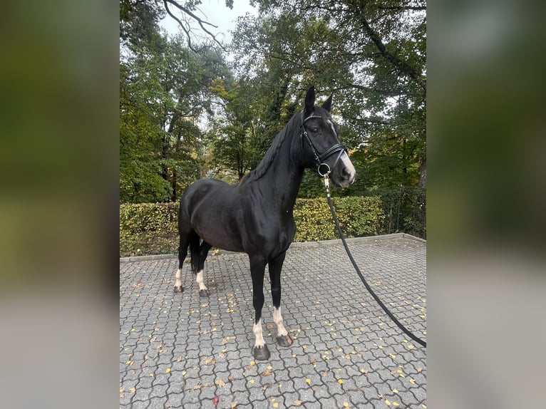 German Sport Horse Mare 6 years 16 hh Black in F&#xFC;rth