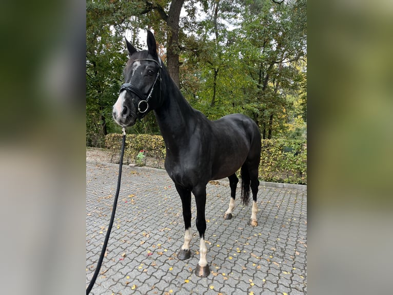 German Sport Horse Mare 6 years 16 hh Black in F&#xFC;rth