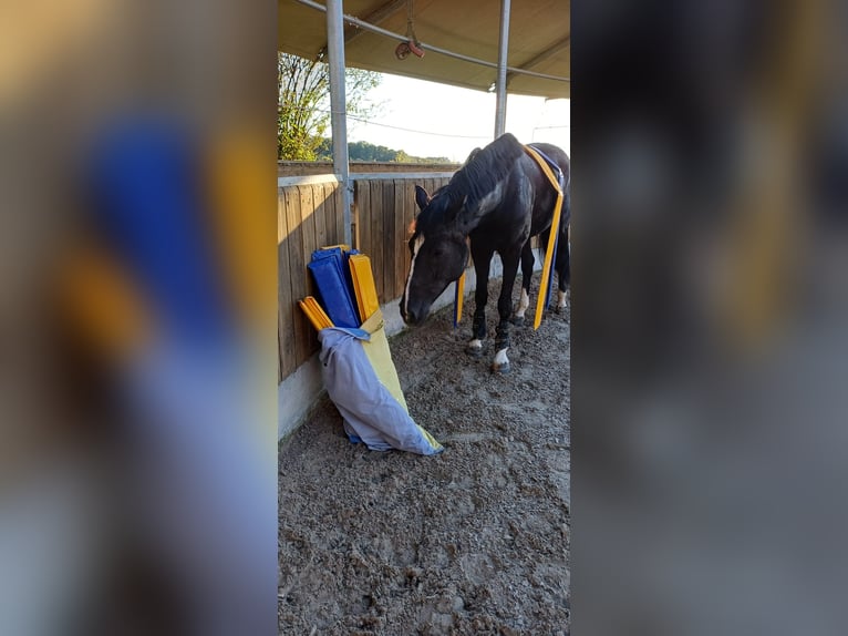German Sport Horse Mare 6 years 16 hh Black in Backnang