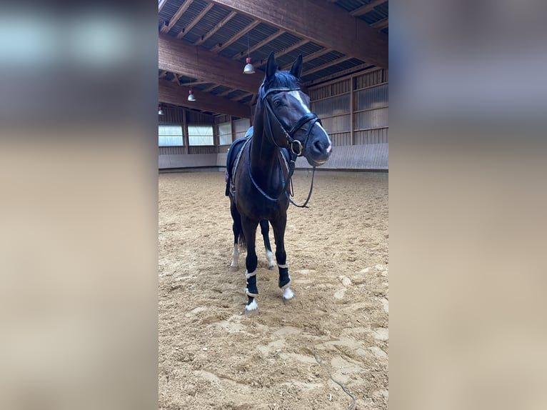 German Sport Horse Mare 6 years 16 hh Black in Backnang