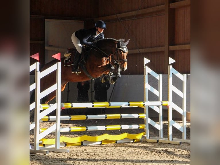 German Sport Horse Mare 6 years 16 hh Brown in Giebelstadt