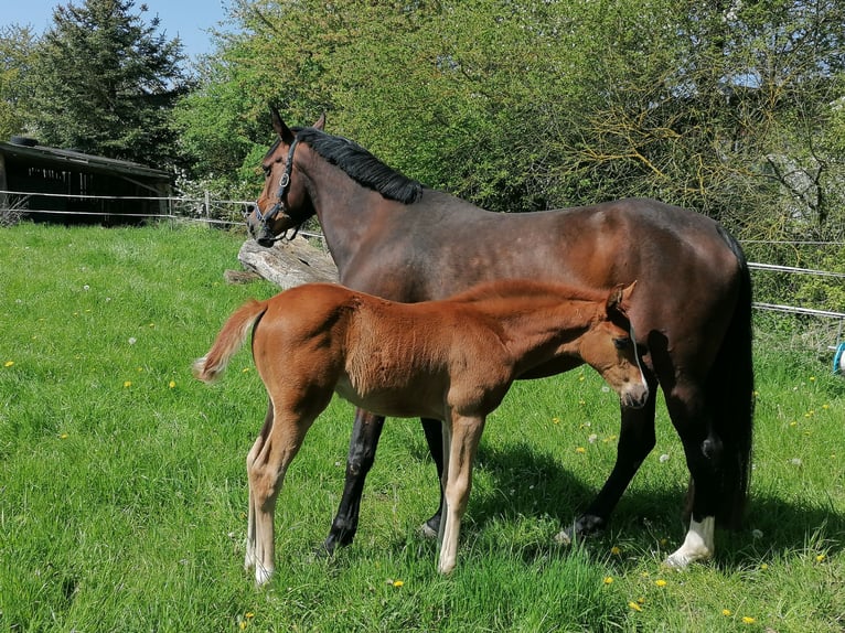 German Sport Horse Mare 6 years 16 hh Brown in Fuldatal
