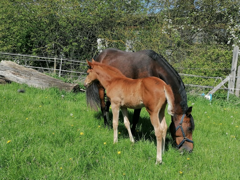 German Sport Horse Mare 6 years 16 hh Brown in Fuldatal