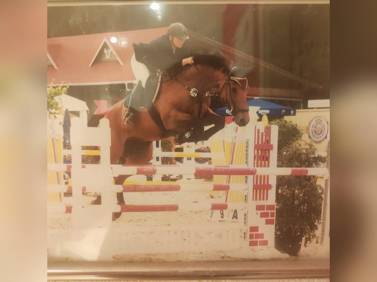 German Sport Horse Mare 6 years 16 hh Brown in Ippenschied
