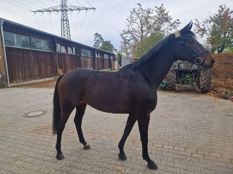 German Sport Horse Mare 6 years 16 hh Brown in Mannheim German Sport Horse Mare 6 years 16 hh Brown in Mannheim