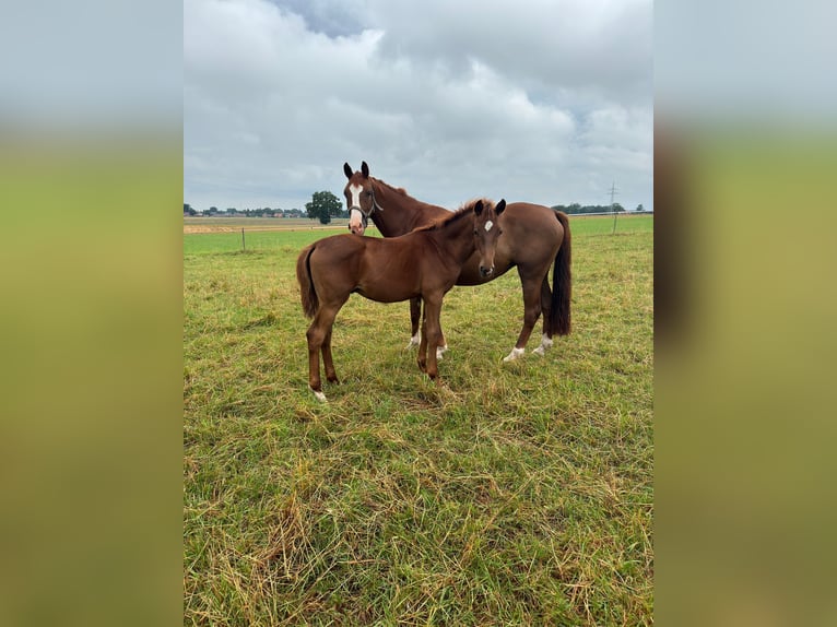 German Sport Horse Mare 6 years 16 hh Chestnut-Red in Neuenkirchen