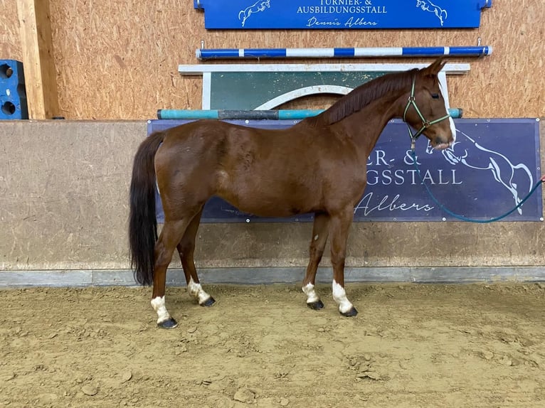 German Sport Horse Mare 6 years 16 hh Chestnut-Red in Karlsfeld