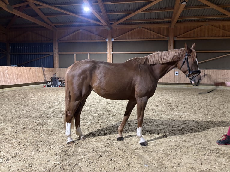 German Sport Horse Mare 6 years 16 hh Chestnut-Red in Kirchberg an der Iller