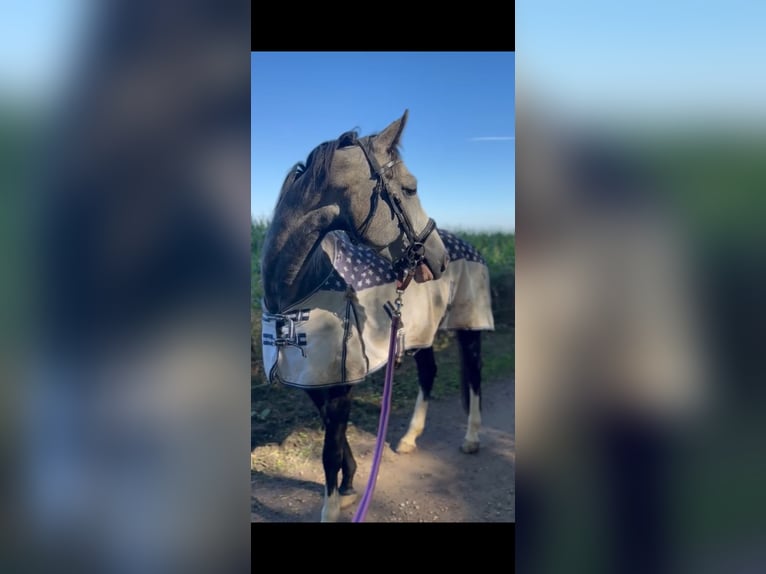 German Sport Horse Mare 6 years 16 hh Gray-Dark-Tan in Stolberg (Rheinland)stolberg