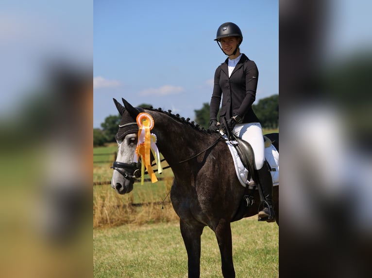 German Sport Horse Mare 6 years 16 hh Grey in Kerken