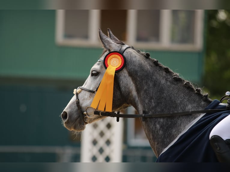German Sport Horse Mare 6 years 16 hh Grey in Kerken