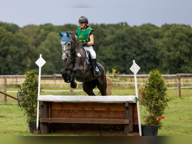 German Sport Horse Mare 6 years 16 hh Grey in Kerken