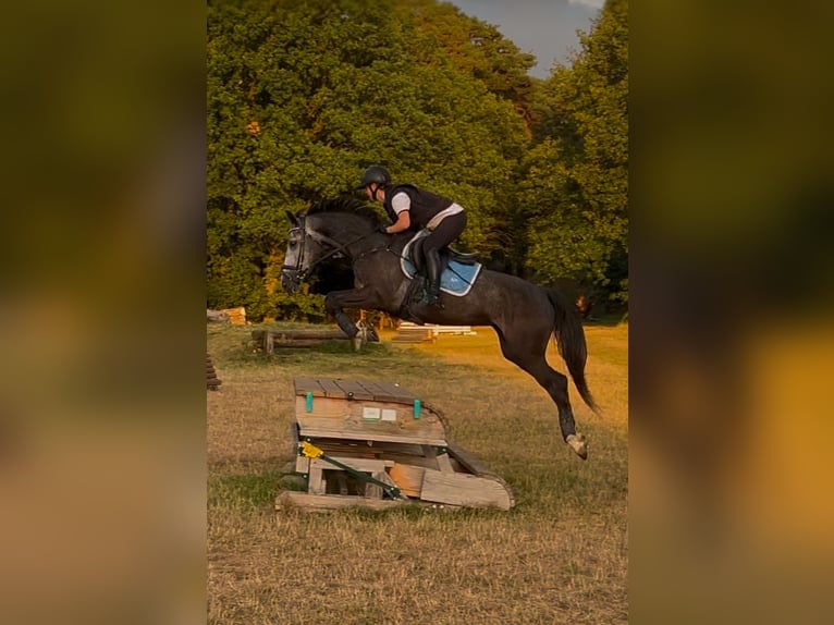 German Sport Horse Mare 6 years 16 hh Grey in Kerken