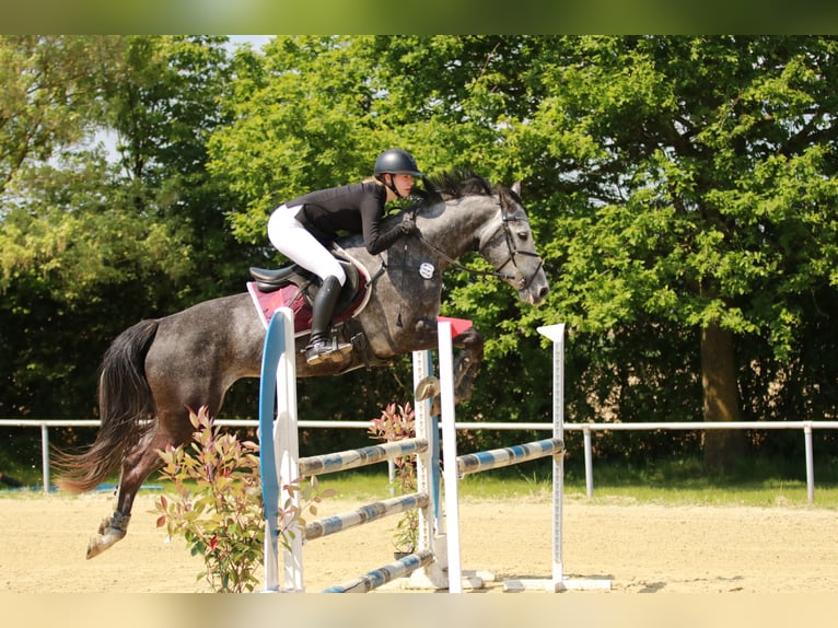 German Sport Horse Mare 6 years 16 hh Grey in Kerken