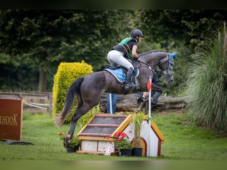 German Sport Horse Mare 6 years 16 hh Grey in Kerken