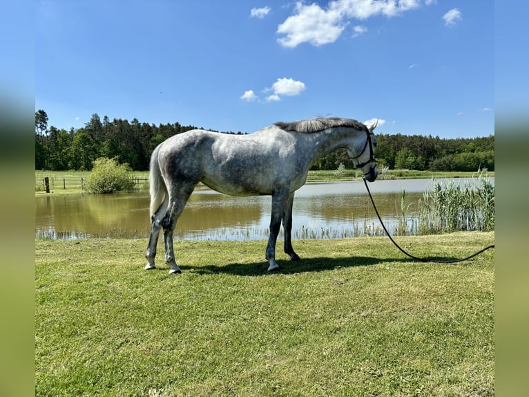 German Sport Horse Mare 6 years 16 hh Grey in Weisendorf