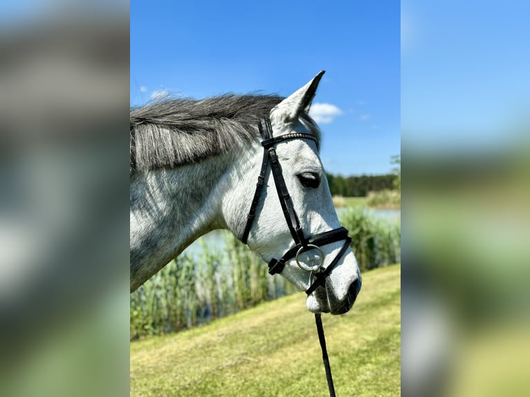 German Sport Horse Mare 6 years 16 hh Grey in Weisendorf