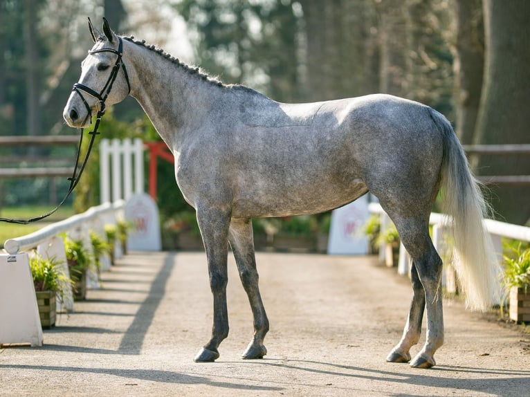 German Sport Horse Mare 6 years 16 hh Grey in Münster-Handorf