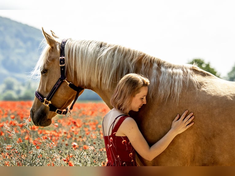 German Sport Horse Mare 6 years 16 hh Palomino in Bad Zurzach