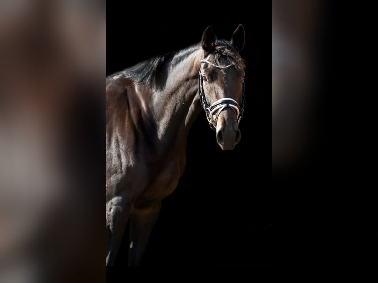 German Sport Horse Mare 6 years 16,1 hh Bay-Dark in Prag