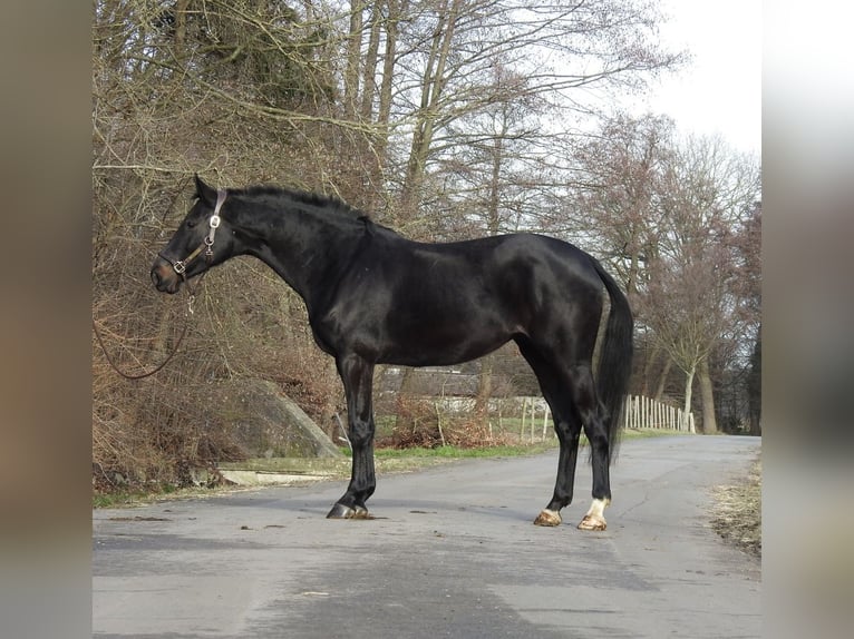 German Sport Horse Mare 6 years 16,1 hh Bay-Dark in Verl