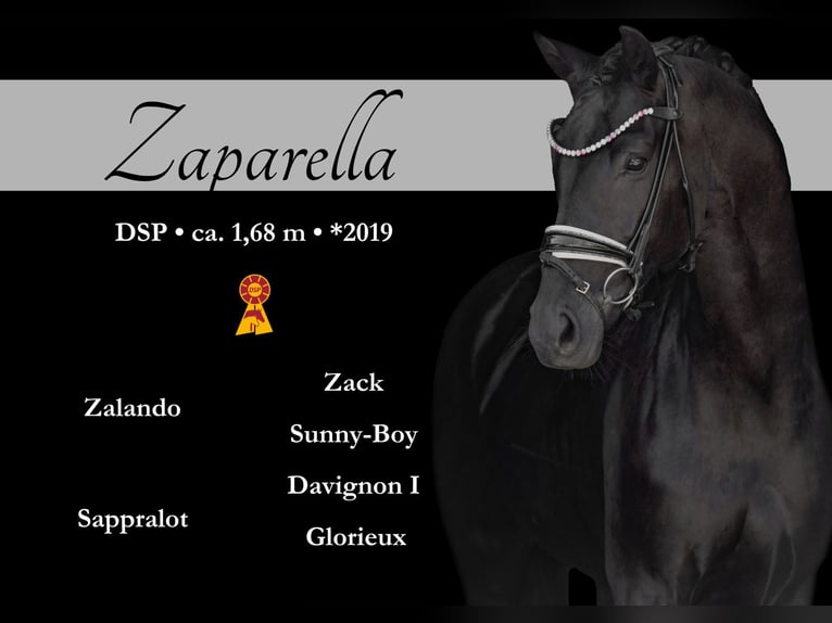 German Sport Horse Mare 6 years 16,1 hh Black in Wehringen