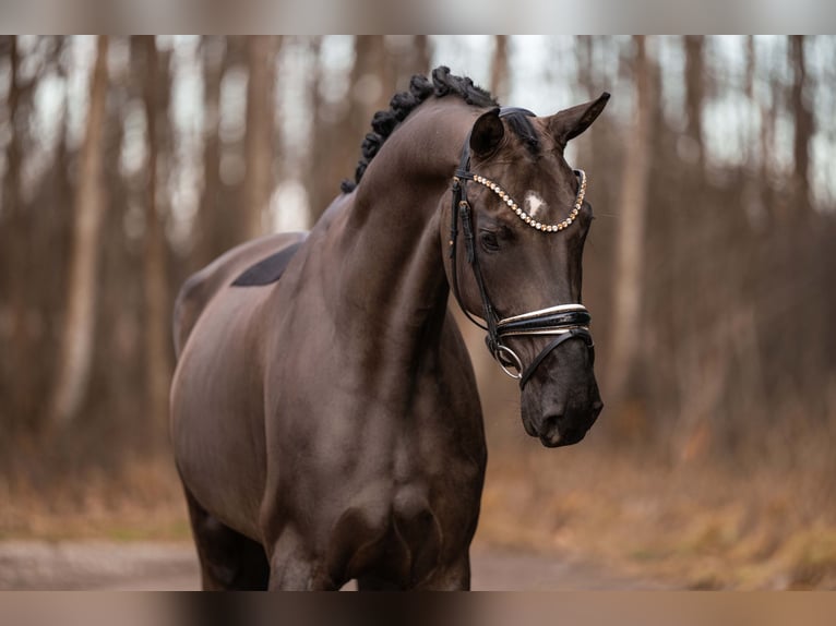 German Sport Horse Mare 6 years 16,1 hh Black in Wehringen
