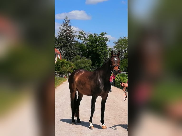German Sport Horse Mare 6 years 16,1 hh Brown in Mohorn