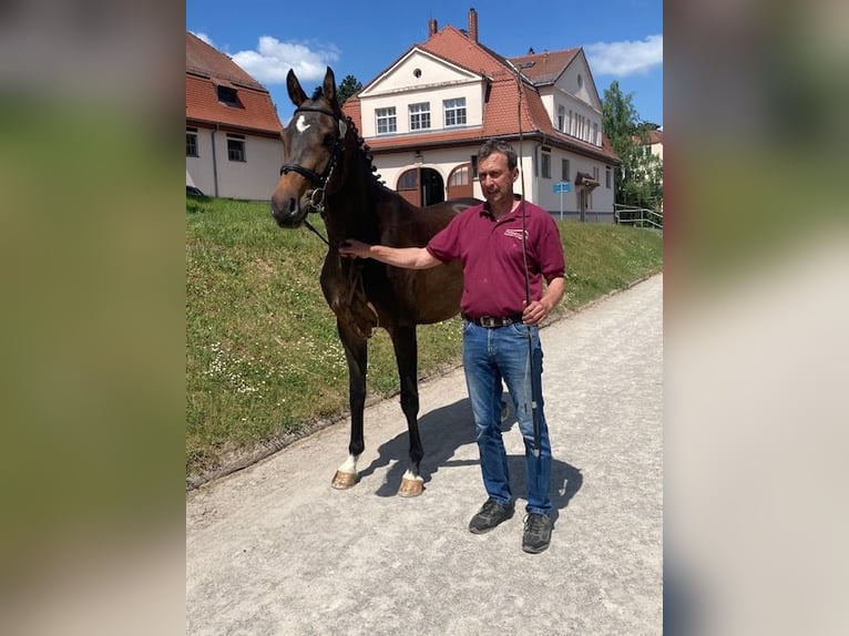 German Sport Horse Mare 6 years 16,1 hh Brown in Mohorn