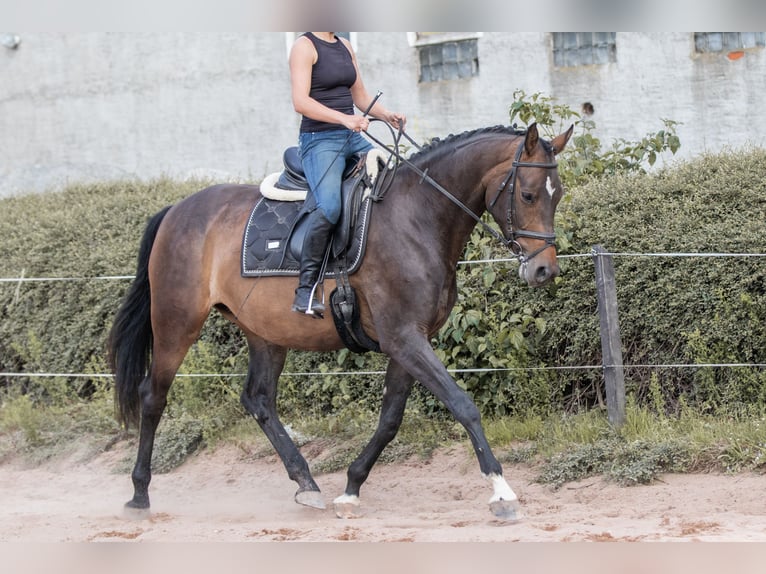 German Sport Horse Mare 6 years 16,1 hh Brown in Mohorn