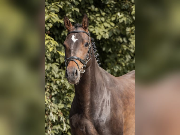 German Sport Horse Mare 6 years 16,1 hh Brown in Mohorn