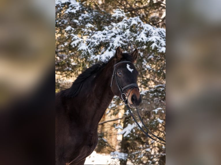 German Sport Horse Mare 6 years 16,1 hh Brown in Mohorn