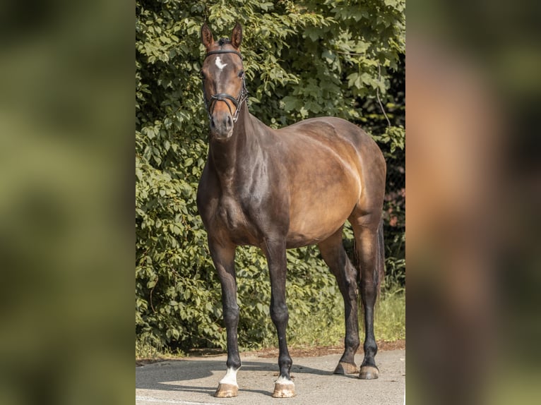 German Sport Horse Mare 6 years 16,1 hh Brown in Mohorn