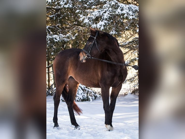 German Sport Horse Mare 6 years 16,1 hh Brown in Mohorn