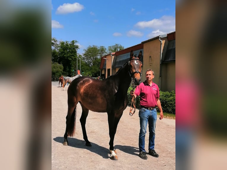 German Sport Horse Mare 6 years 16,1 hh Brown in Mohorn