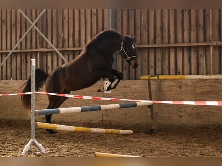 German Sport Horse Mare 6 years 16,1 hh Brown in Mohorn
