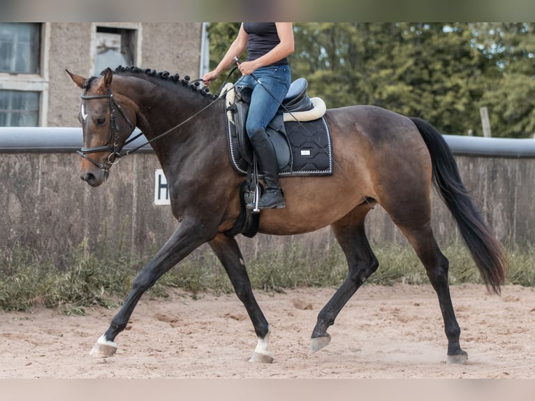 German Sport Horse Mare 6 years 16,1 hh Brown in Mohorn