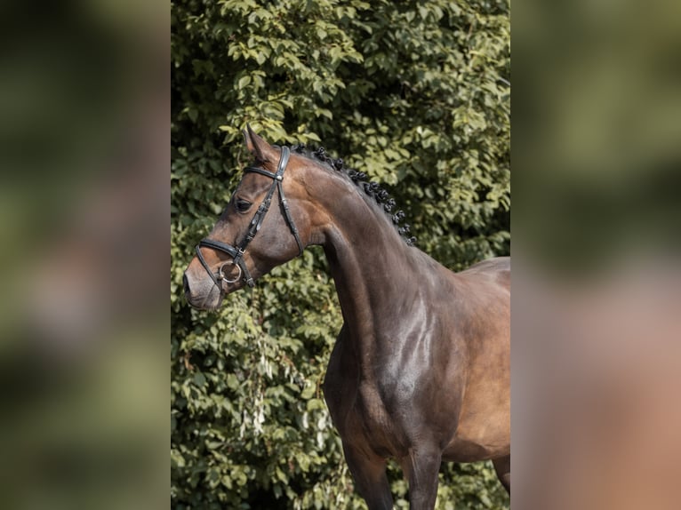 German Sport Horse Mare 6 years 16,1 hh Brown in Mohorn