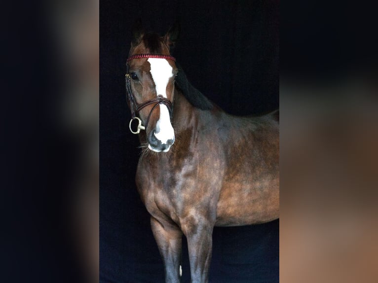 German Sport Horse Mare 6 years 16,1 hh Brown in Simmershofen German Sport Horse Mare 6 years 16,1 hh Brown in Simmershofen