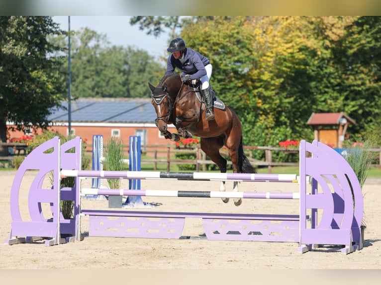 German Sport Horse Mare 6 years 16,1 hh Brown in Lastrup