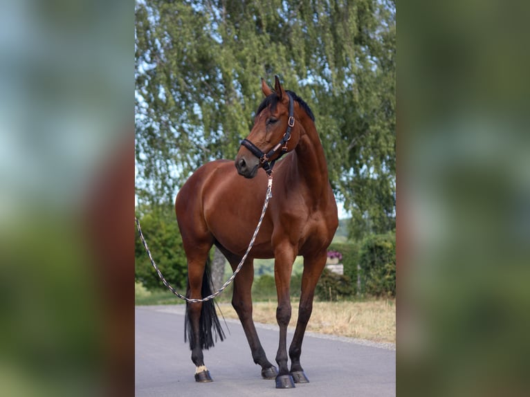 German Sport Horse Mare 6 years 16,1 hh Brown in Sulzthal