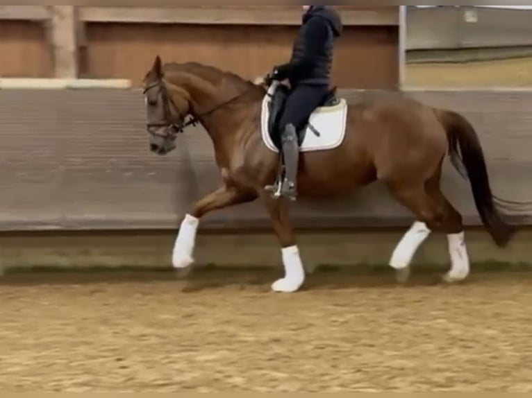 German Sport Horse Mare 6 years 16,1 hh Chestnut in Hallbergmoos