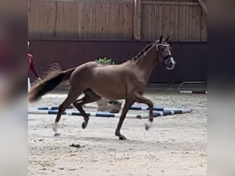 German Sport Horse Mare 6 years 16,1 hh Chestnut-Red in Hallbergmoos
