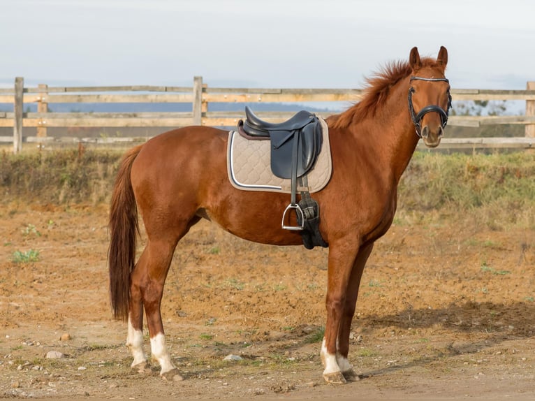 German Sport Horse Mare 6 years 16,1 hh Chestnut-Red in Müncheberg