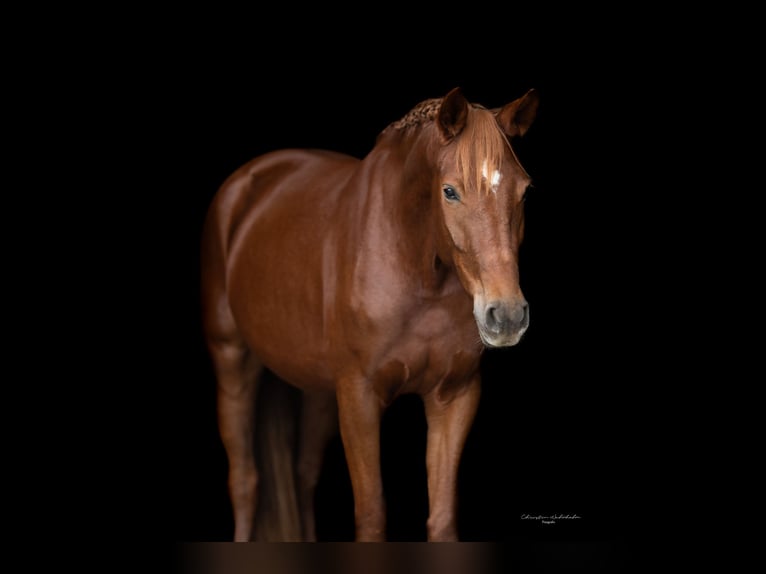 German Sport Horse Mare 6 years 16,1 hh Chestnut-Red in Oberkr&#xE4;mer