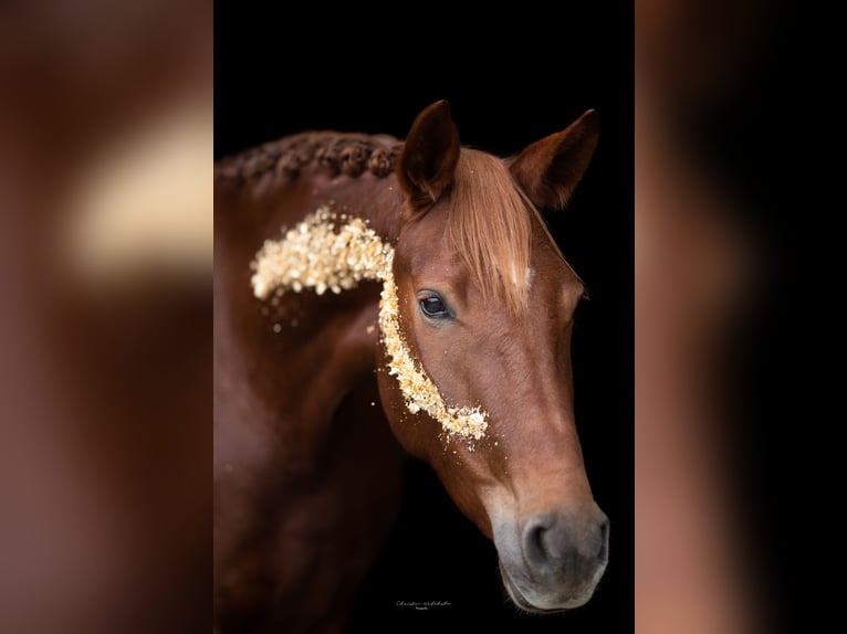 German Sport Horse Mare 6 years 16,1 hh Chestnut-Red in Oberkr&#xE4;mer