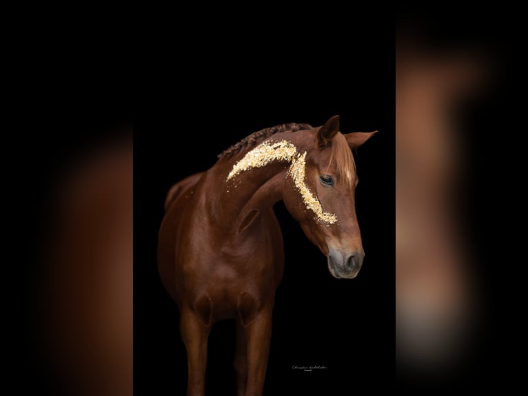 German Sport Horse Mare 6 years 16,1 hh Chestnut-Red in Oberkr&#xE4;mer